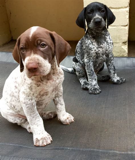 german shorthaired pointers for sale in wisconsin